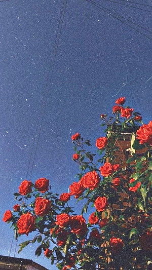 Vibrant red climbing roses against a deep blue sky with a vintage film grain aesthetic HD phone wallpaper
