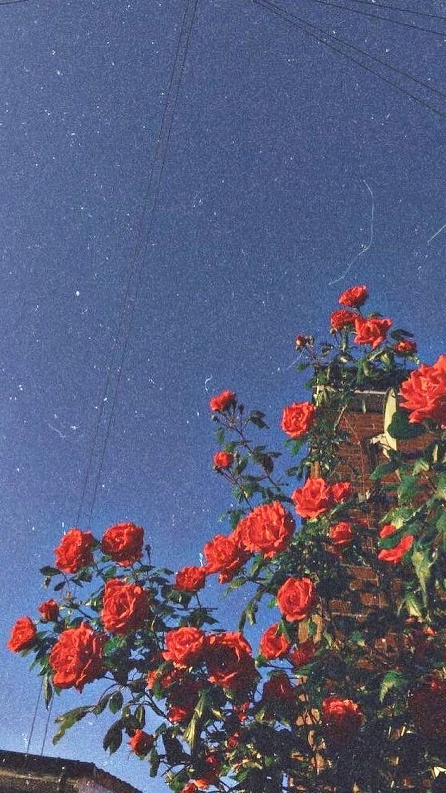 Vibrant red climbing roses against a deep blue sky with a vintage film grain aesthetic HD phone wallpaper