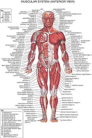 Human Muscular System Anterior View Anatomical Chart with Detailed Muscle Labels, Human Body Anatomical Chart Muscular System Watercolor inkjet Watercolor inkjet Fabric poster 36, #muscular system HD phone wallpaper