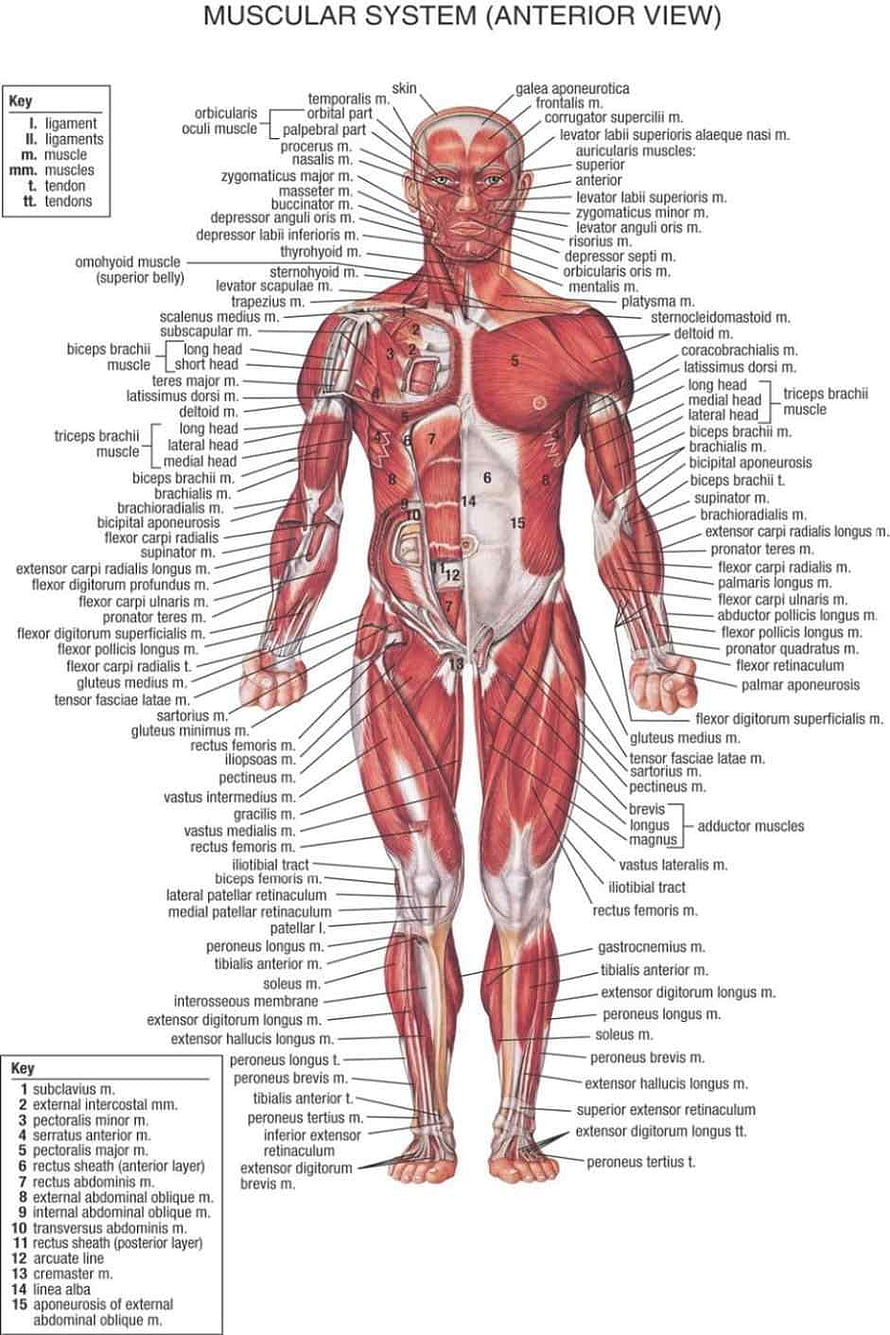 Human Muscular System Anterior View Anatomical Chart with Detailed Muscle Labels, Human Body Anatomical Chart Muscular System Watercolor inkjet Watercolor inkjet Fabric poster 36, #muscular system HD phone wallpaper