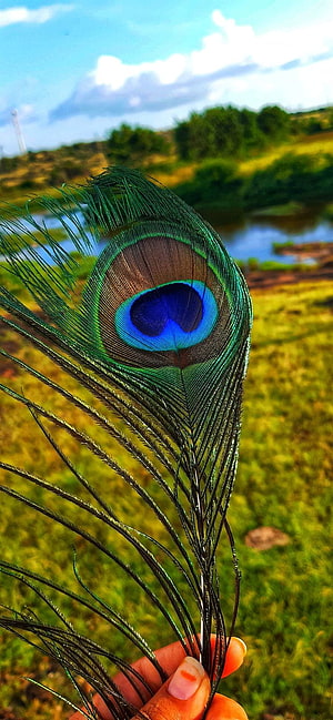 Vibrant Peacock Feather with Iridescent Eye Pattern Held Against a Blurred Green Landscape HD phone wallpaper