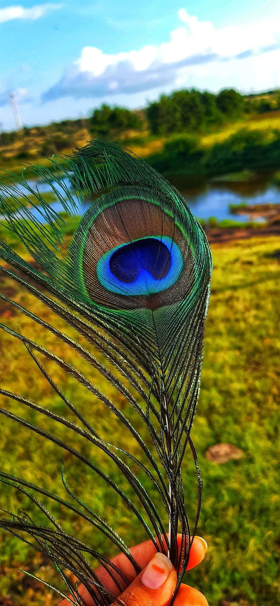 Vibrant Peacock Feather with Iridescent Eye Pattern Held Against a Blurred Green Landscape HD phone wallpaper
