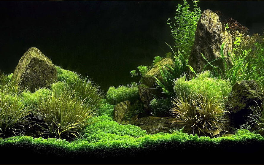 Lush Aquascape with Mossy Rocks and Vibrant Green Aquatic Plants in a Dark Tank HD wallpaper