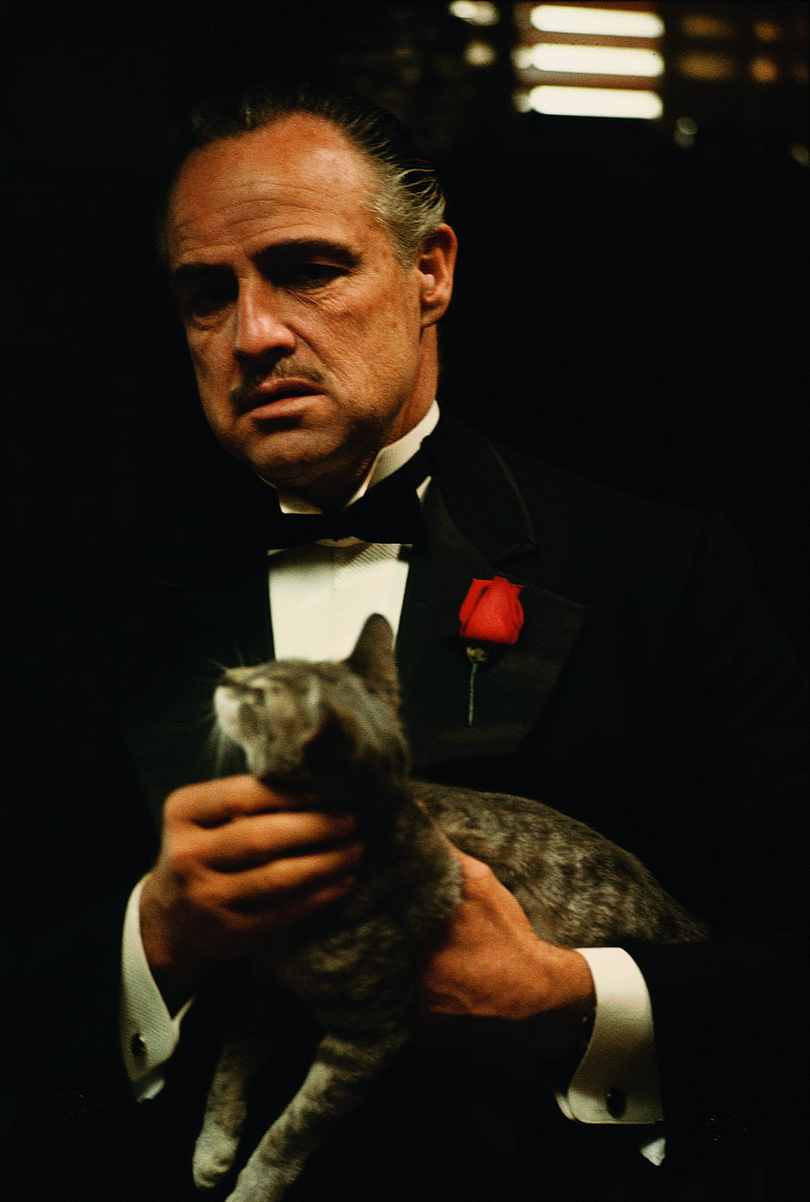 Don Vito Corleone Holding Cat in Tuxedo From The Godfather Film HD phone wallpaper