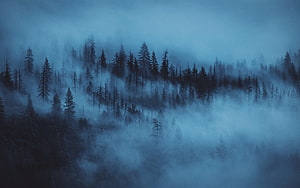 Misty Evergreen Forest at Dawn with Low-Hanging Fog and Dark Blue Tones HD wallpaper