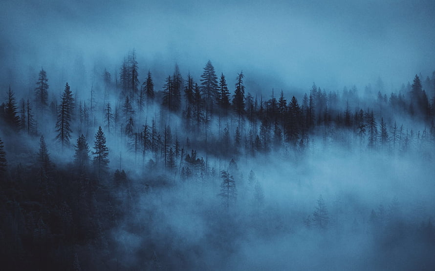 Misty Evergreen Forest at Dawn with Low-Hanging Fog and Dark Blue Tones HD wallpaper