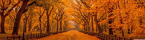 Golden Autumn Tree Tunnel Path in a Misty Park with Fences and Lamps HD wallpaper