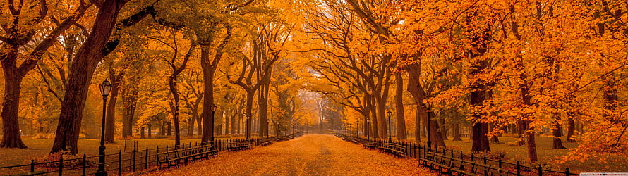 Golden Autumn Tree Tunnel Path in a Misty Park with Fences and Lamps HD wallpaper