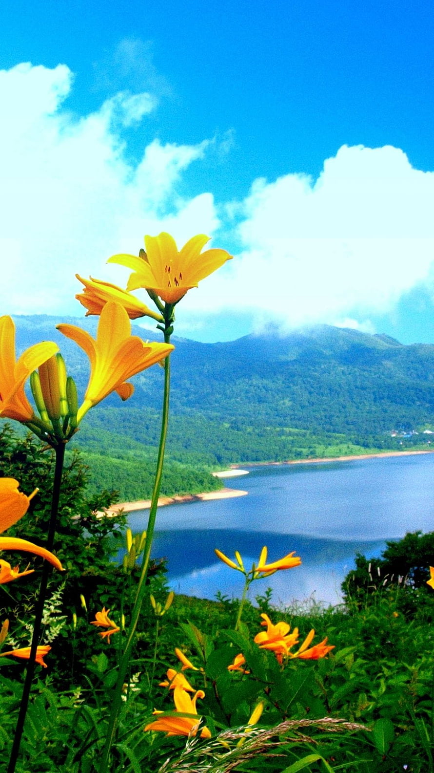 Vibrant Yellow Daylilies Blooming Against a Scenic Lake and Mountain Backdrop HD phone wallpaper