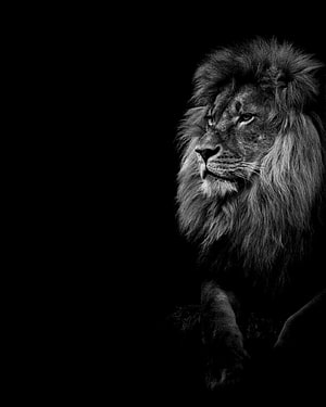 Majestic Male Lion Portrait in Black and White with Dramatic Lighting HD phone wallpaper