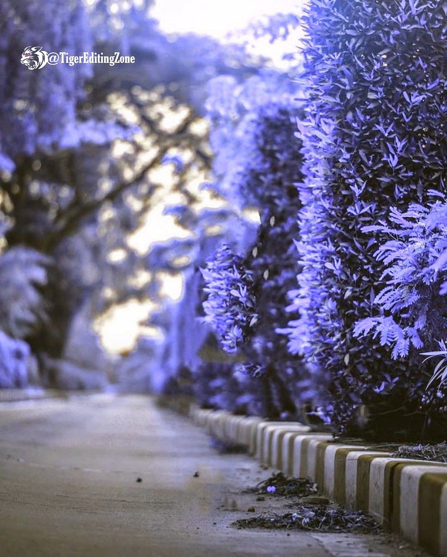 Dreamy Blue Tinted Garden Pathway With Lush Bushes And Soft Sunlight HD phone wallpaper