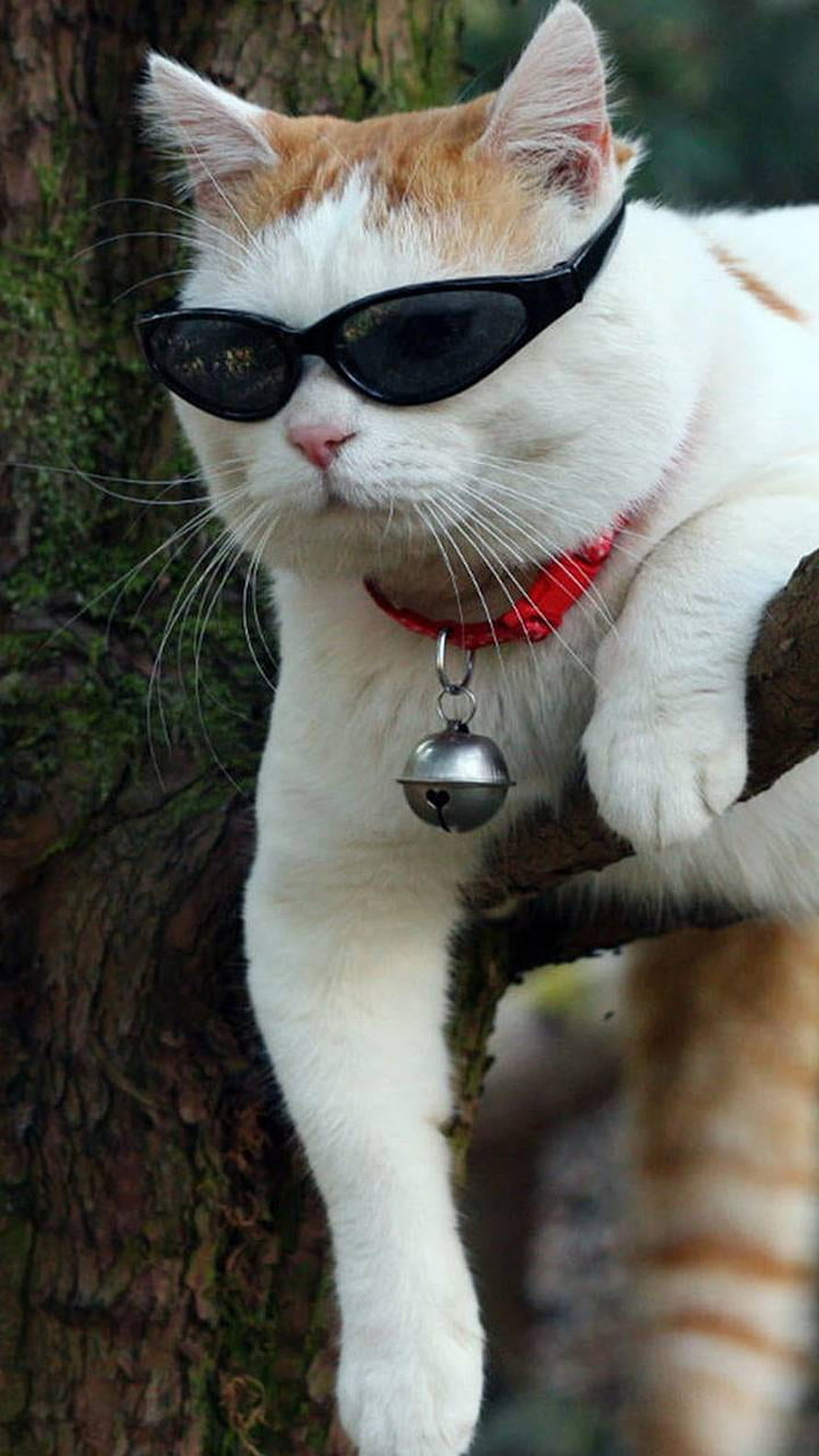 Cool White Cat Wearing Black Sunglasses and a Red Bell Collar Perched on a Tree Branch HD phone wallpaper