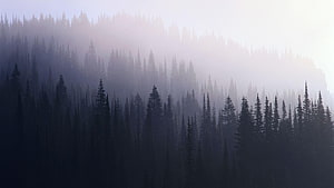 Misty Evergreen Forest Silhouettes in Soft Morning Fog HD wallpaper