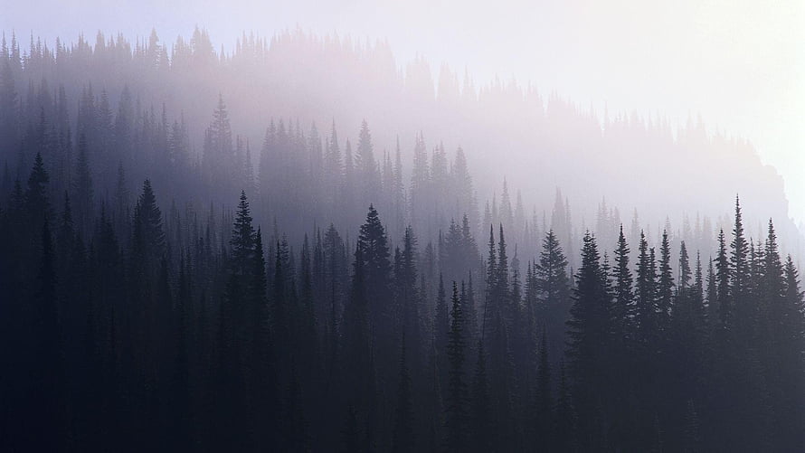Misty Evergreen Forest Silhouettes in Soft Morning Fog HD wallpaper