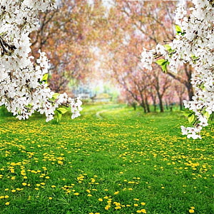 Spring Cherry Blossom Meadow with Yellow Dandelions and Lush Green Grass HD phone wallpaper