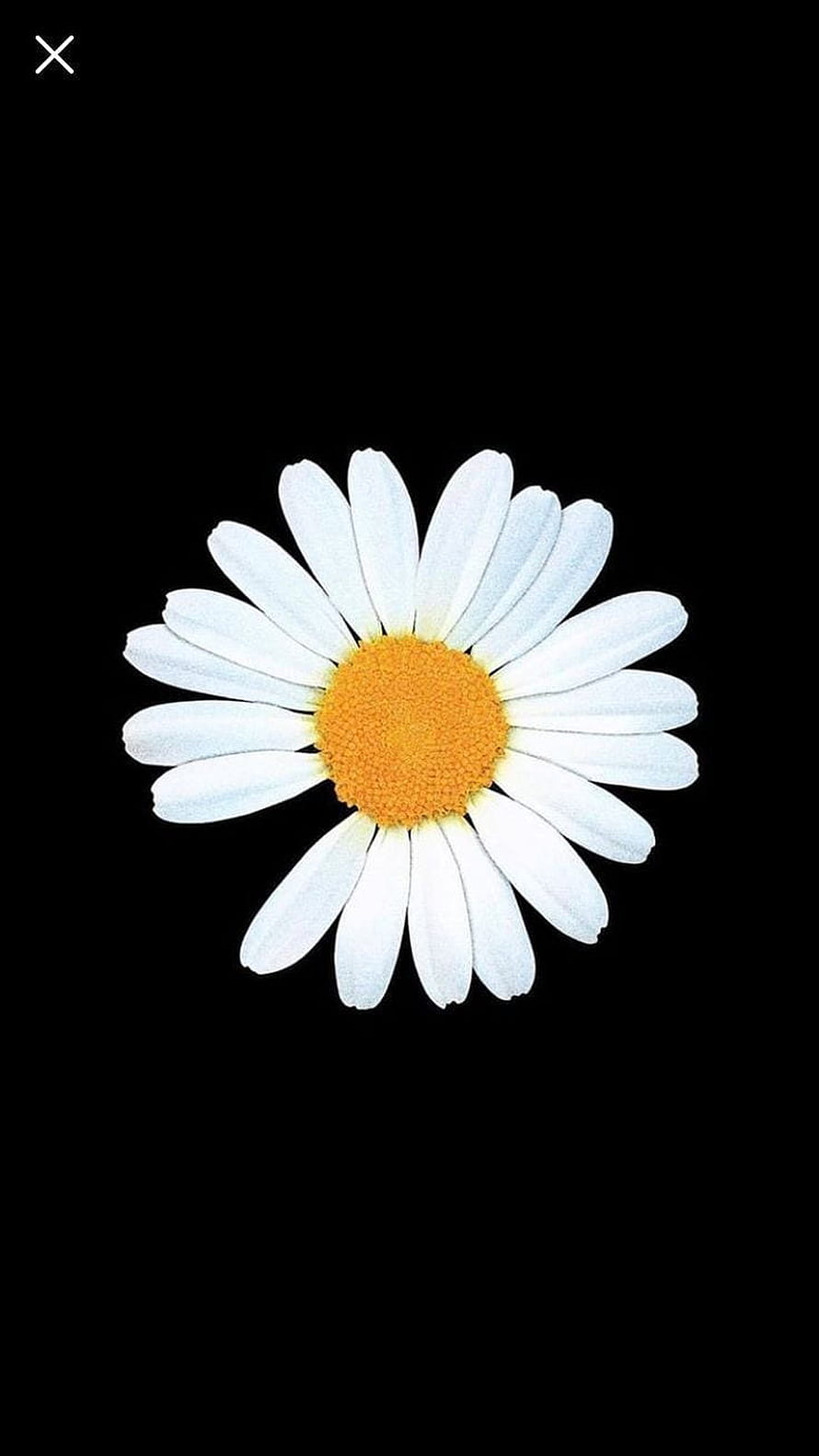 Minimalist White Daisy with Golden Center on Black Background HD phone wallpaper