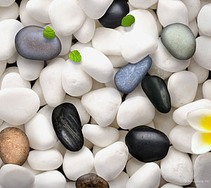 Smooth White Pebbles with Black and Blue Stones, Mint Leaves, and a Plumeria Flower HD wallpaper