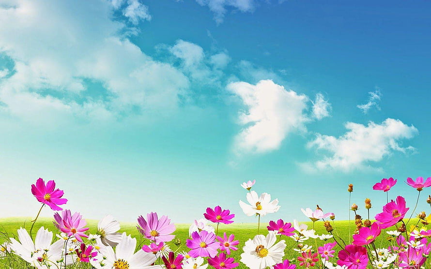 Spring Meadow With Pink And White Cosmos Flowers Under A Bright Blue Sky HD wallpaper
