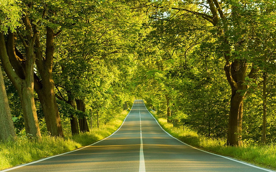 Sunlit Country Road Lined With Lush Green Trees And Dappled Shadows HD wallpaper