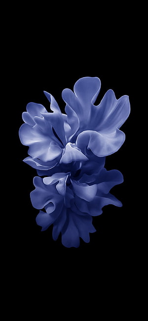 Elegant Blue Peony Flowers on Black Background HD phone wallpaper