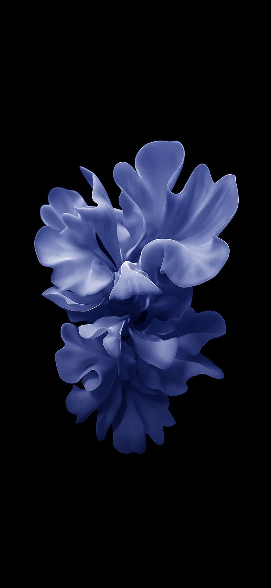 Elegant Blue Peony Flowers on Black Background HD phone wallpaper
