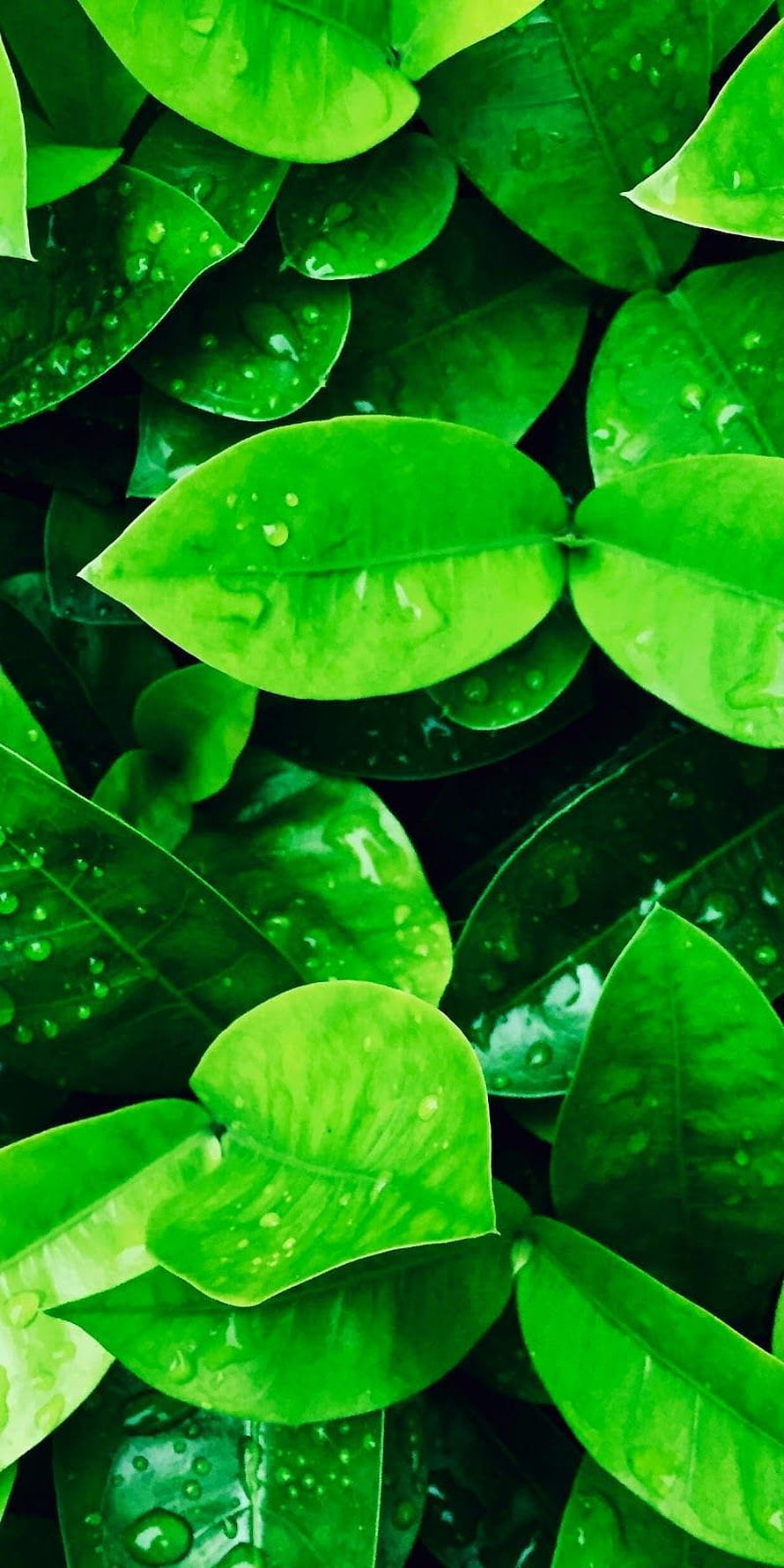 Vibrant Green Leaves With Fresh Water Droplets Close-Up Nature Photography HD phone wallpaper