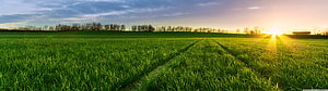 Vast Green Wheat Field at Golden Hour with Distant Tree Line and Soft Clouds HD wallpaper