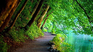 Serene Forest Path Along a Turquoise Lake with Lush Green Trees HD wallpaper