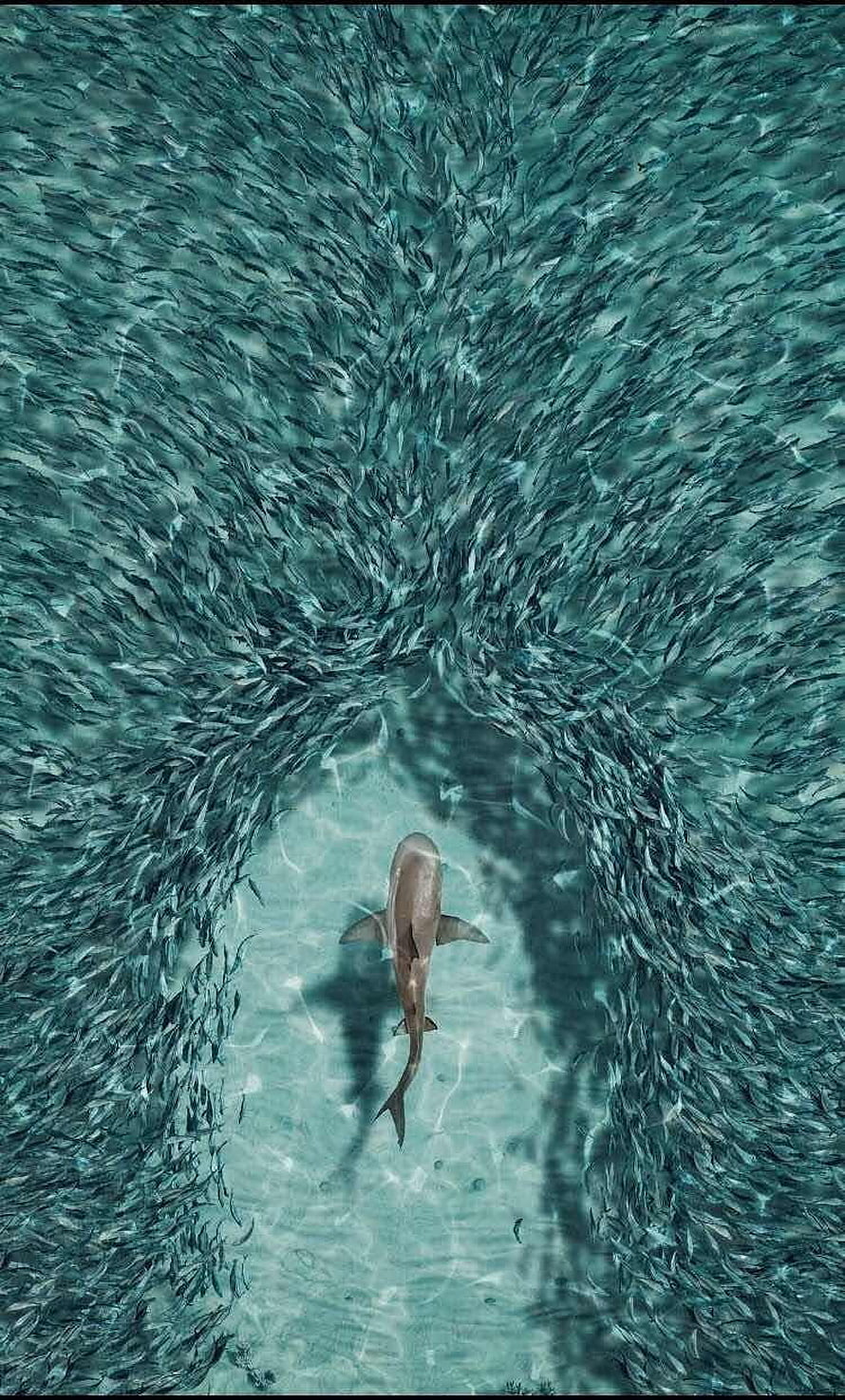 Aerial View of a Shark Swimming Through a Massive School of Fish in Turquoise Ocean Water HD phone wallpaper
