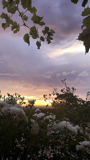 White roses blooming beneath grapevine leaves during a soft purple and orange sunset HD phone wallpaper