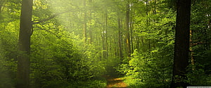 Sunlit Forest Path With Green Trees And Dappled Light HD wallpaper