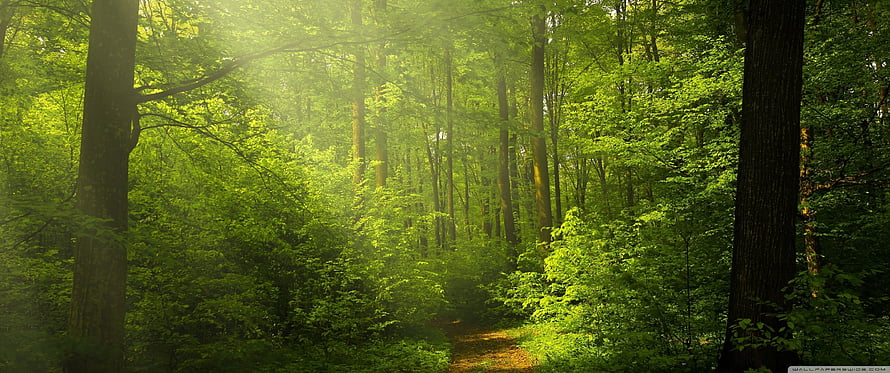 Sunlit Forest Path With Green Trees And Dappled Light HD wallpaper