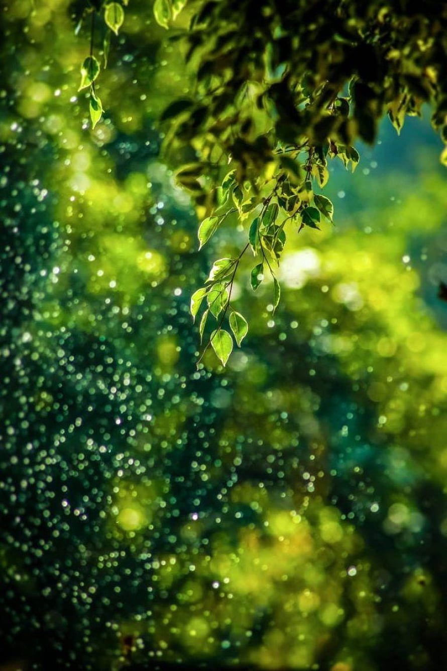 Sunlit Green Leaves Hanging Against a Soft Bokeh Forest Background HD phone wallpaper
