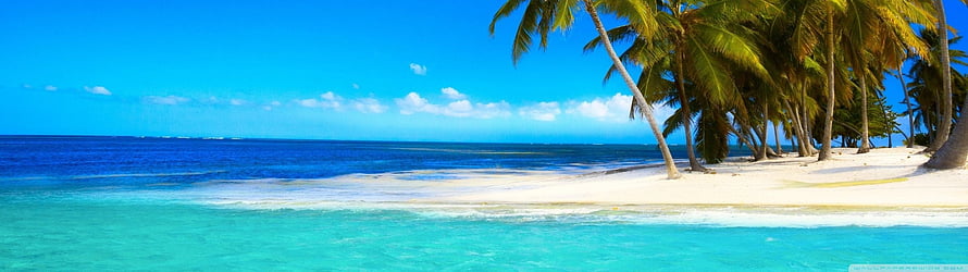 Tropical Island Beach with Palm Trees and Turquoise Water Under a Clear Blue Sky HD wallpaper