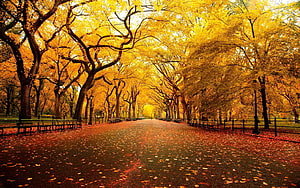 Golden Autumn Pathway in Central Park with Yellow Trees and Falling Leaves HD wallpaper