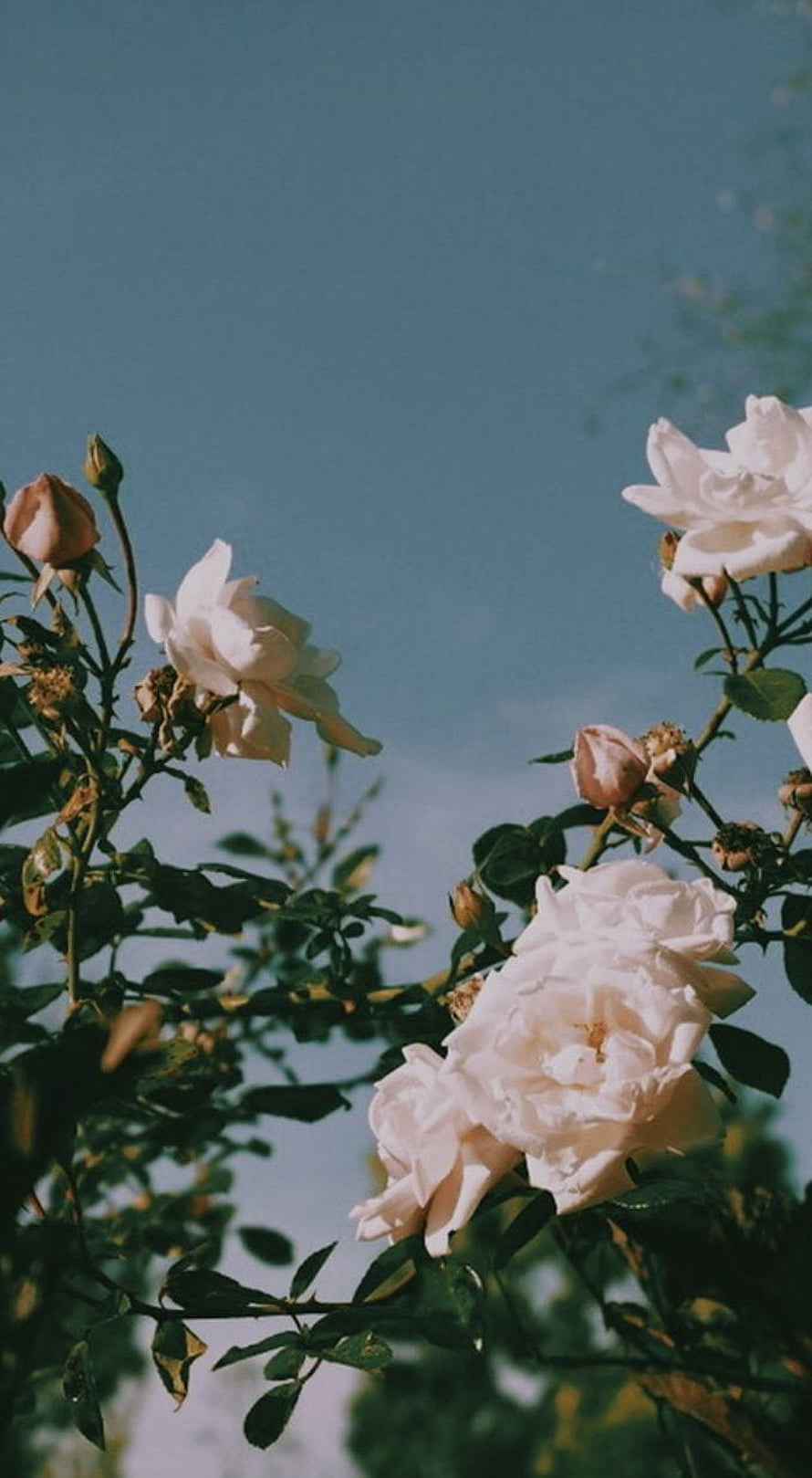White roses blooming against a clear blue sky with a vintage film aesthetic HD phone wallpaper