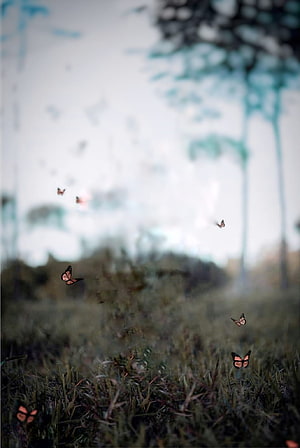 Dreamy Orange Butterflies Fluttering Over Grassy Field With Blurred Trees HD phone wallpaper