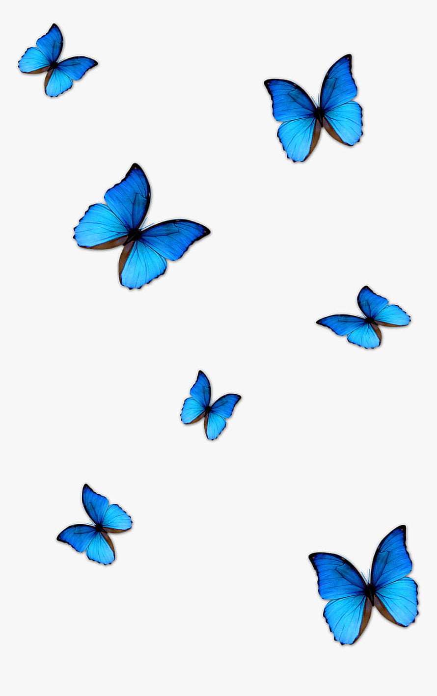Vibrant Blue Morpho Butterflies Flying on a Clean White Background HD phone wallpaper