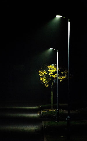 Lonely Street Lamp Illuminating a Tree at Night in the Fog HD phone wallpaper