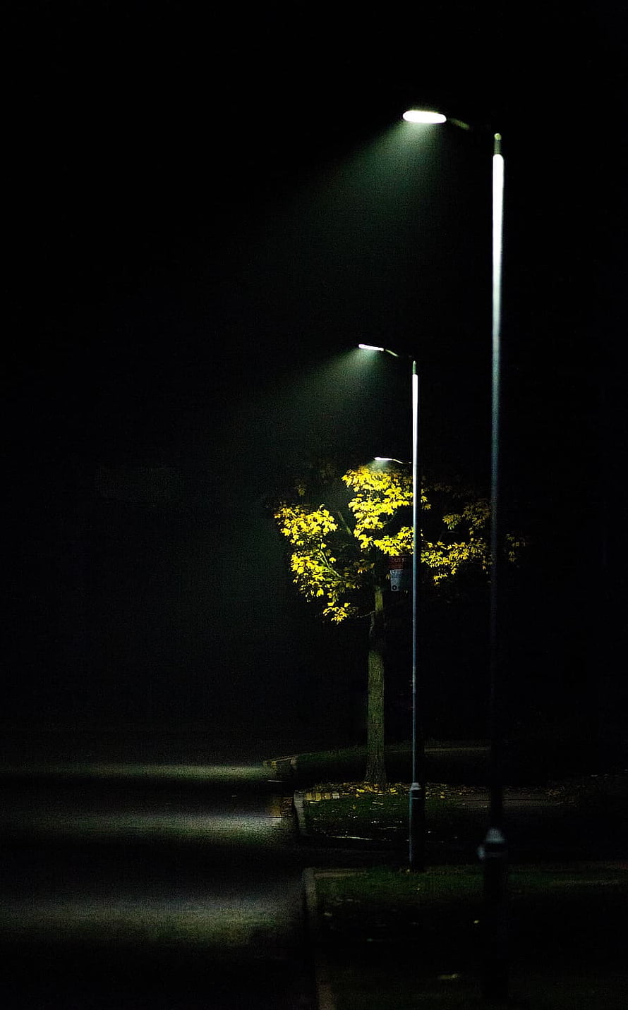 Lonely Street Lamp Illuminating a Tree at Night in the Fog HD phone wallpaper