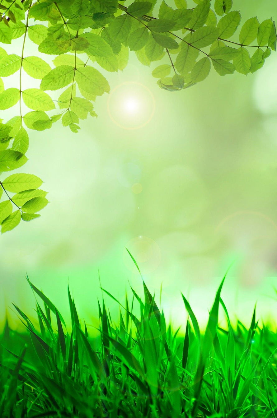 Sunlit Green Leaves and Grass with Soft Bokeh and Lens Flare HD phone wallpaper