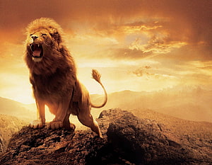 Majestic Roaring Lion Standing on Rocky Cliff at Sunset HD wallpaper
