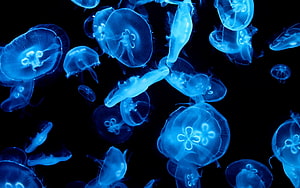 Luminous Moon Jellyfish Drifting in Deep Ocean Darkness HD wallpaper