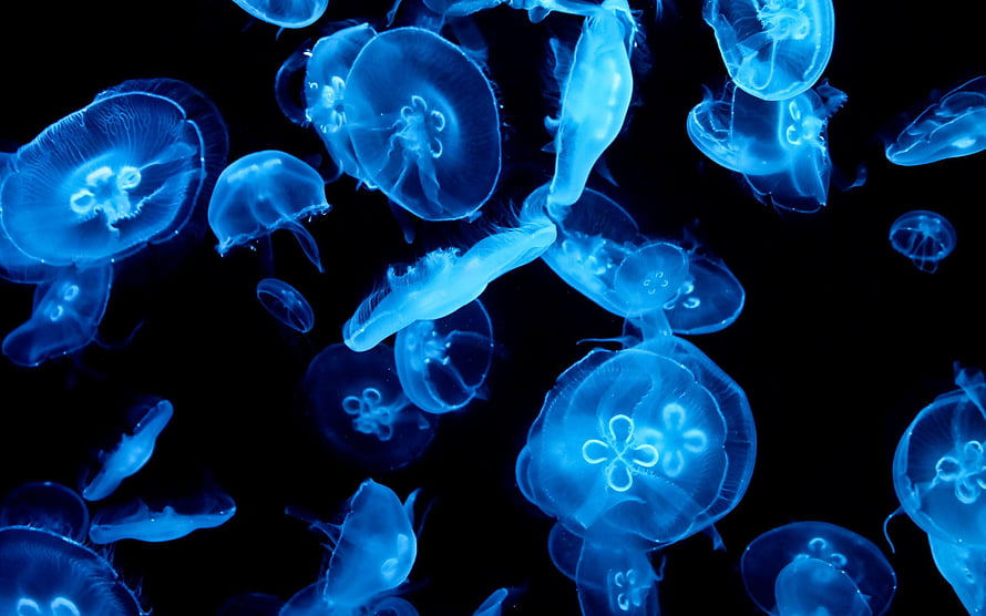 Luminous Moon Jellyfish Drifting in Deep Ocean Darkness HD wallpaper