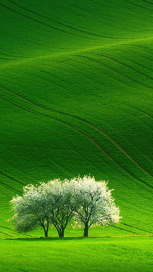 Serene Green Rolling Hills With White Blossoming Trees In Spring Landscape HD phone wallpaper