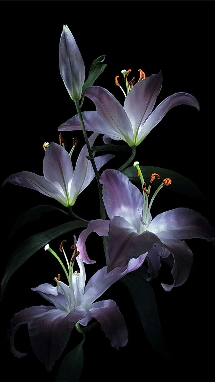 Elegant Purple Lilies on Black Background HD phone wallpaper