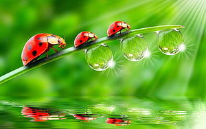 Three Ladybugs Walking on a Grass Blade with Dew Drops and Water Reflection HD wallpaper