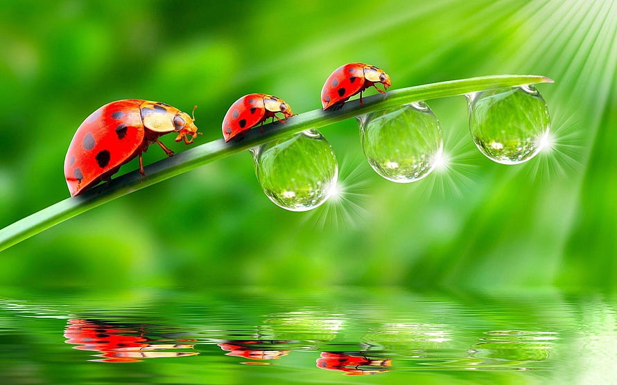 Three Ladybugs Walking on a Grass Blade with Dew Drops and Water Reflection HD wallpaper