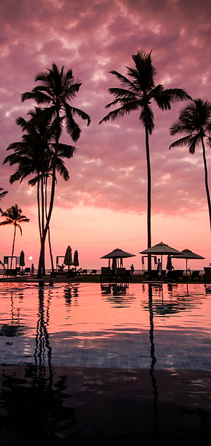 Tropical Sunset Over Infinity Pool With Silhouetted Palm Trees and Beach Cabanas HD phone wallpaper