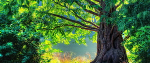 Ancient Tree Trunk Framing a Misty Lake in a Lush Green Forest HD wallpaper